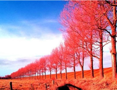 紅樹(shù)森林